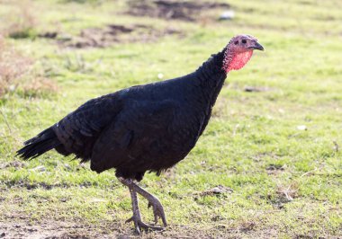 Türkiye'de bir çiftlikte açık havada