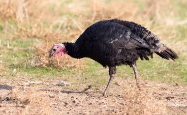 Türkiye'de bir çiftlikte açık havada