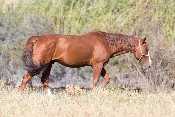 Cavallo rosso sulla natura in autunno — Foto Stock