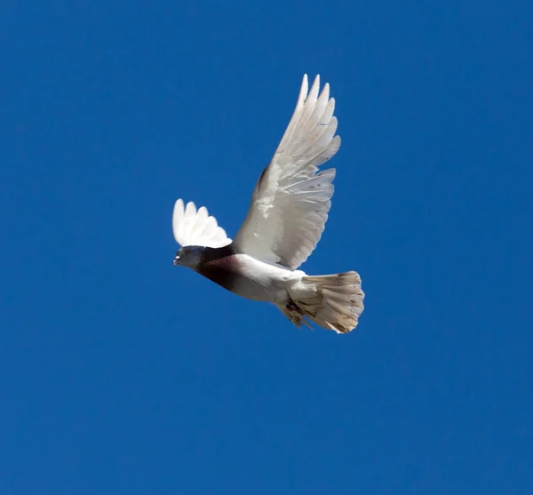 Una paloma en vuelo contra un cielo azul — Foto de Stock