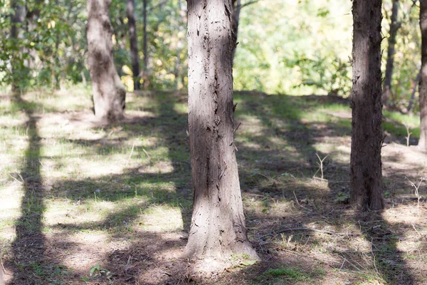 Kmen stromu v přírodě — Stock fotografie