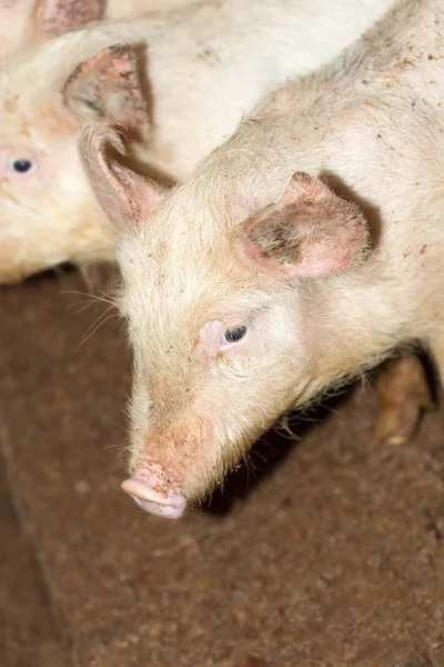 Портрет свиньи на ферме — стоковое фото