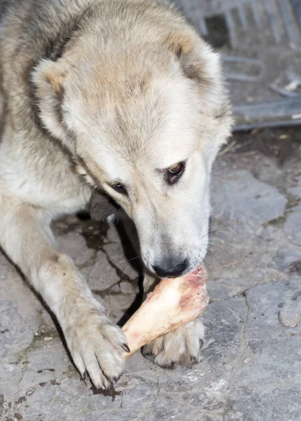 Cão come um osso na natureza — Fotografia de Stock