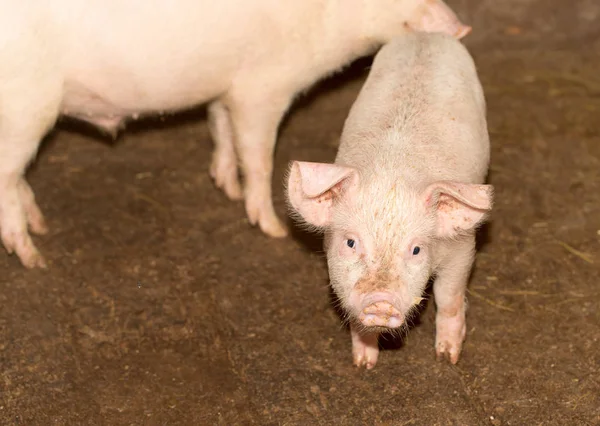 农场里一头猪的画像 — 图库照片