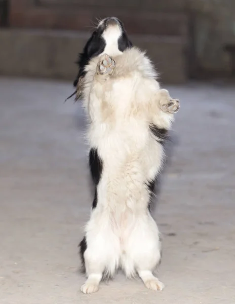 Собака стоит на задних лапах — стоковое фото