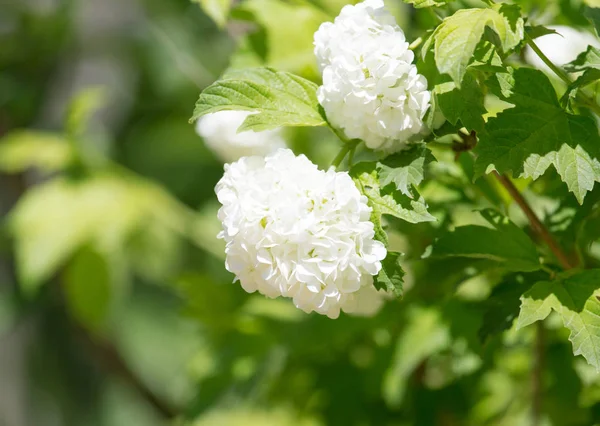 Beautiful white flowers in nature — Stock Photo, Image