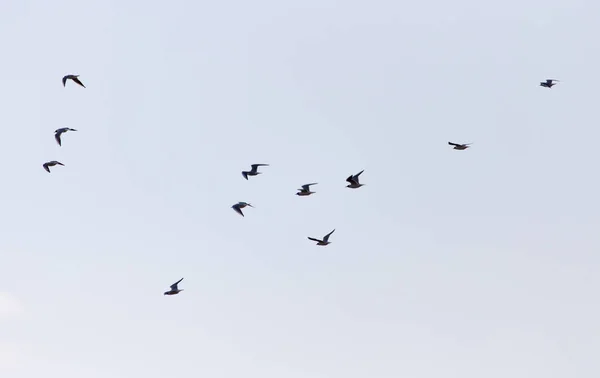 Ein Schwarm Vögel am Himmel — Stockfoto