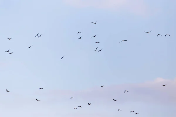 Ένα σμήνος πουλιών στον ουρανό — Φωτογραφία Αρχείου