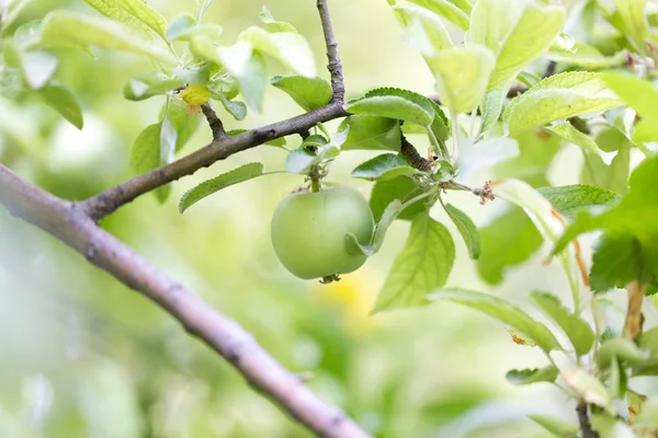 Manzanas en el árbol en la naturaleza — Foto de Stock