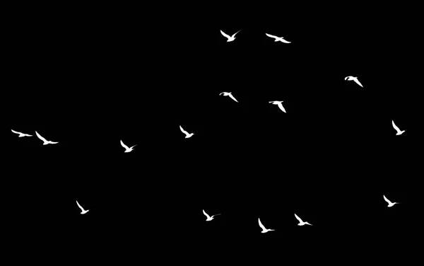 Hejno ptáků na černém pozadí — Stock fotografie