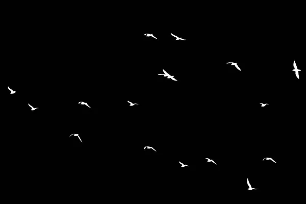 Зграя птахів на чорному тлі — стокове фото