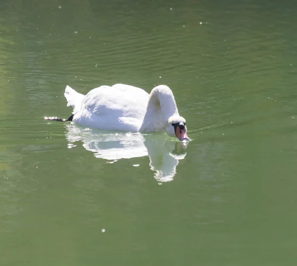 Cisne branco no lago — Fotografia de Stock