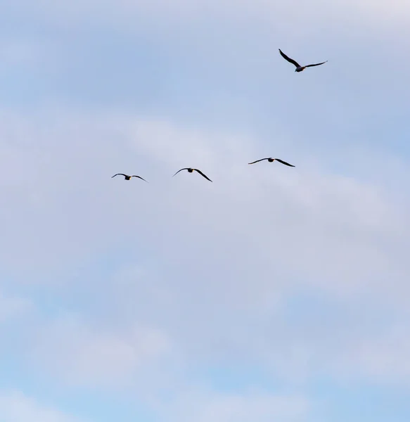 En flock måsar som flyger i skyn — Stockfoto