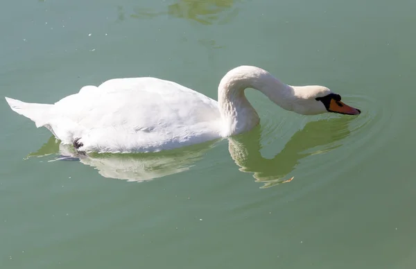 Лебедь на озере в природе — стоковое фото