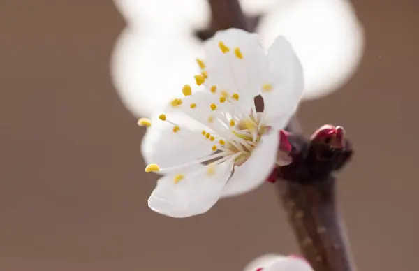 Fiori di albicocca su un albero in natura — Foto Stock