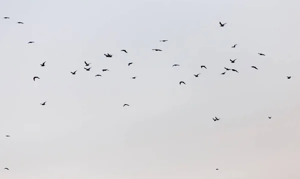 A flock of seagulls in the sky at sent — стоковое фото