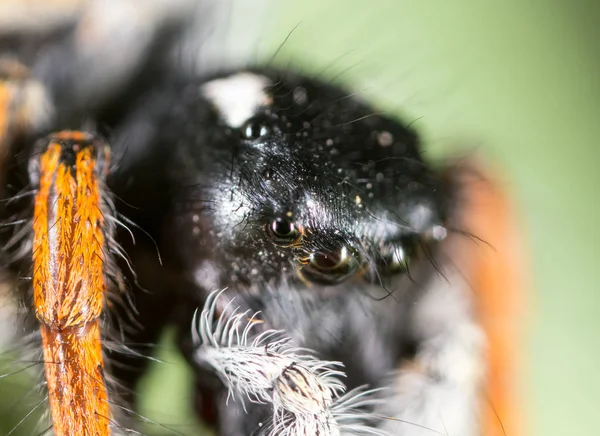 Porträt einer Spinne in der Natur. Supermakro — Stockfoto