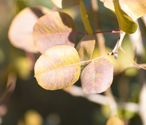 Hermosas hojas en la naturaleza — Foto de Stock