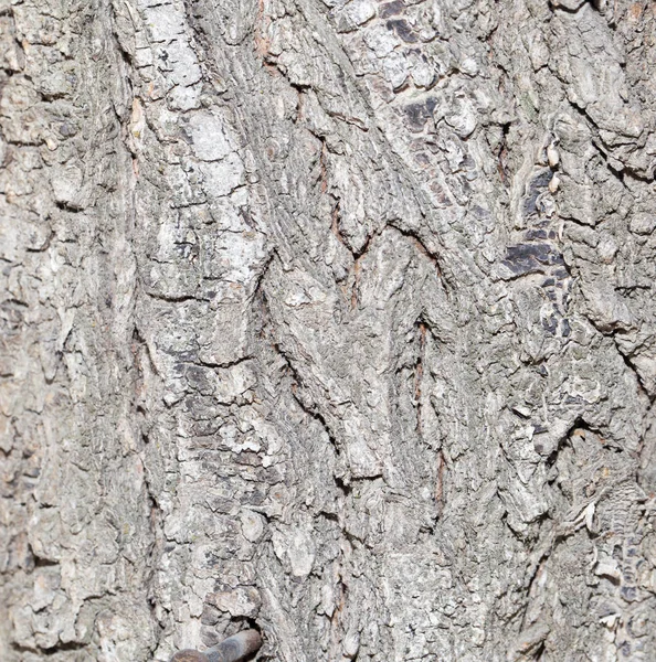 Ladrar sobre un árbol como fondo —  Fotos de Stock