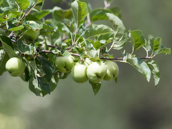 Manzanas en el árbol en la naturaleza —  Fotos de Stock