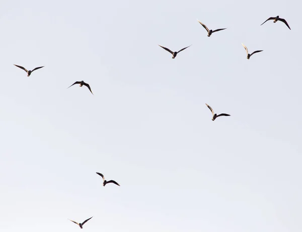 Un troupeau de mouettes dans le ciel au coucher du soleil — Photo