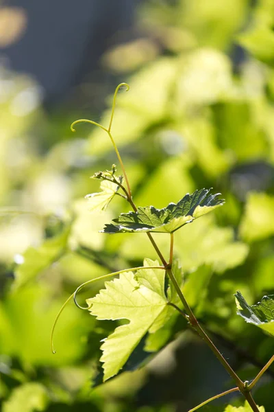 Fiatal ág-szőlőt a természet — Stock Fotó
