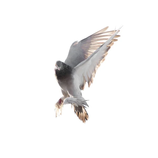 Dove on white background — Stock Photo, Image