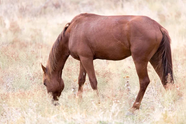 Cavalos comem grama — Fotografia de Stock