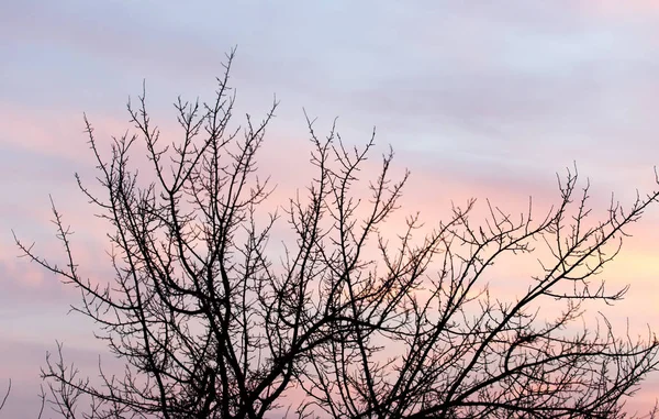 Kale takken van een boom bij zonsondergang — Stockfoto