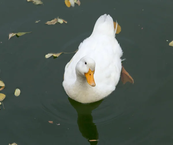 White duck on the lake in autumn — Stock Photo, Image