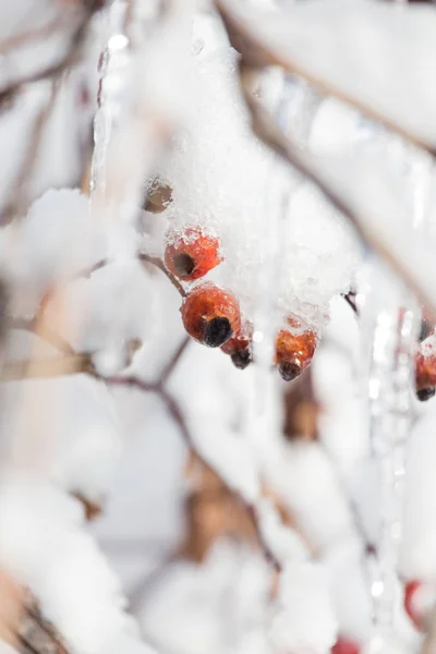 Rosa selvagem na neve na natureza — Fotografia de Stock