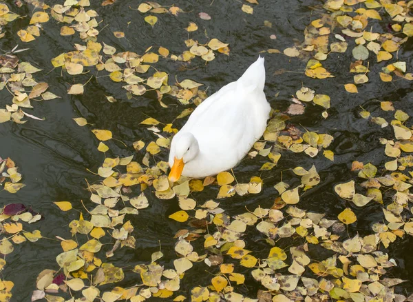 Bílá kachna na jezeře na podzim — Stock fotografie