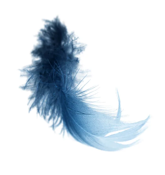 Голубое перо на белом фоне — стоковое фото