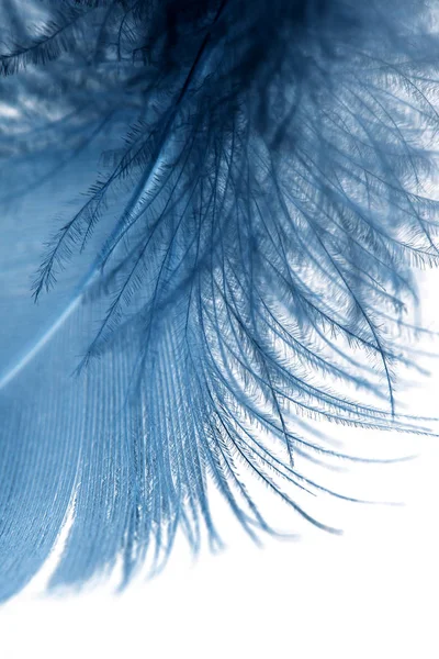 Pluma azul sobre un fondo blanco — Foto de Stock