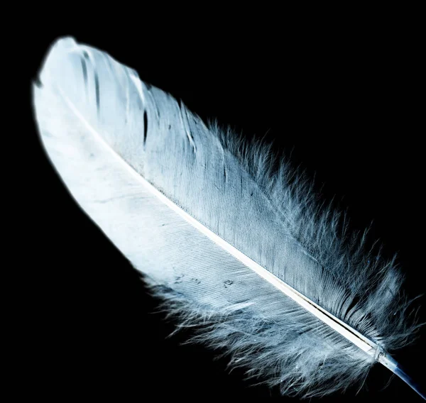 Blue feather on a black background — Stock Photo, Image