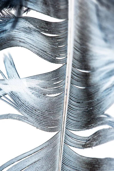 Beyaz arkaplanda mavi tüy — Stok fotoğraf