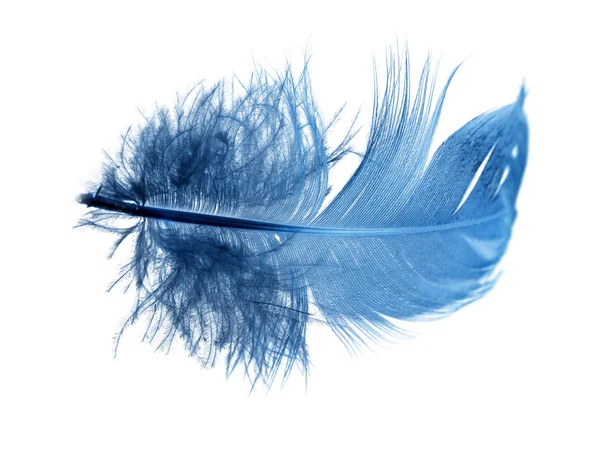 Blue feather on a white background — Stock Photo, Image