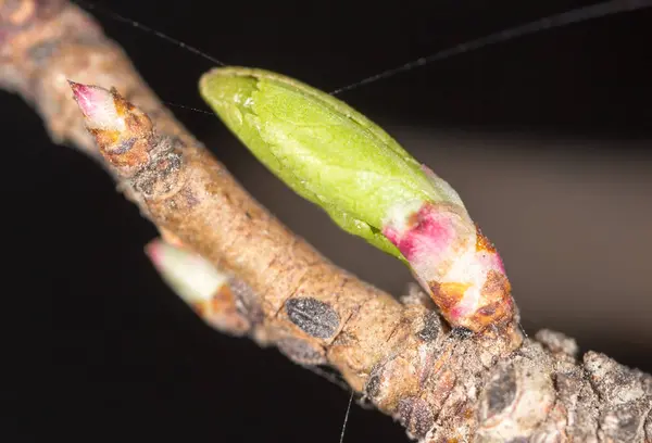 Bud na roślinę. makro — Zdjęcie stockowe