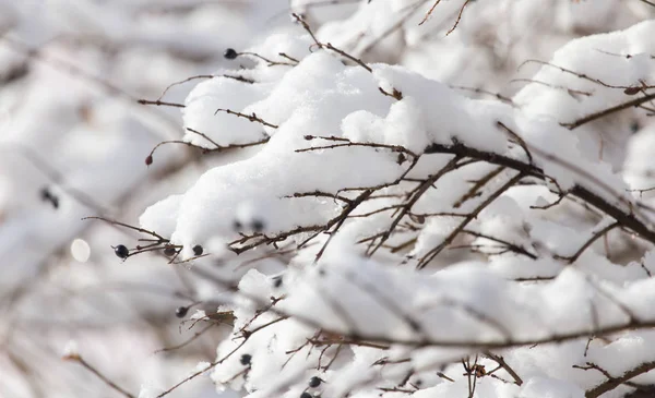 Gren av ett träd i snön på vintern — Stockfoto