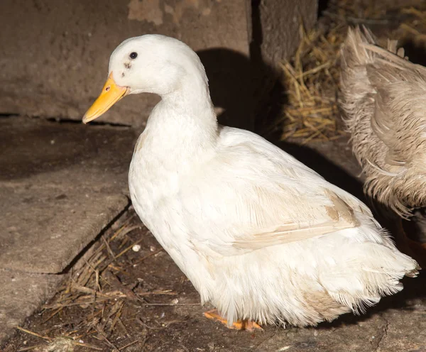 White duck on a farm — Stock Photo, Image