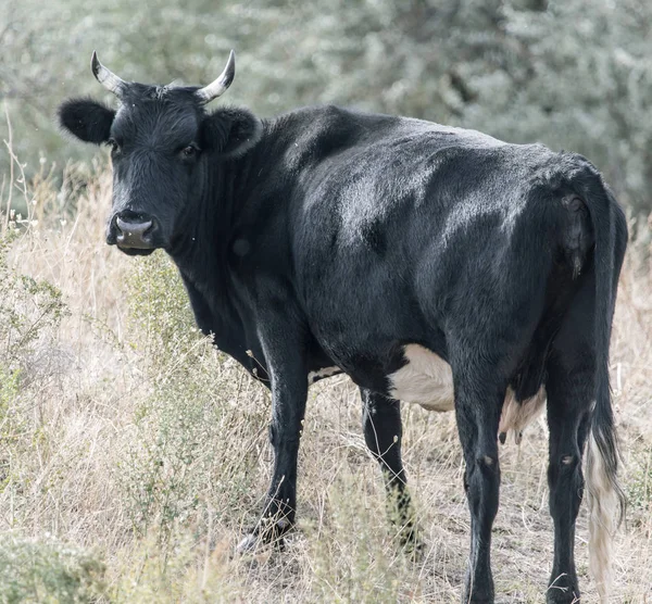 Krowa na pastwisku w przyrodzie — Zdjęcie stockowe