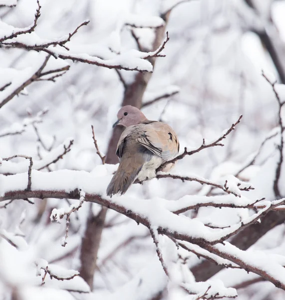 Duif op de boom in de winter — Stockfoto