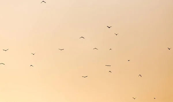 Ein Schwarm Vögel bei Sonnenuntergang — Stockfoto