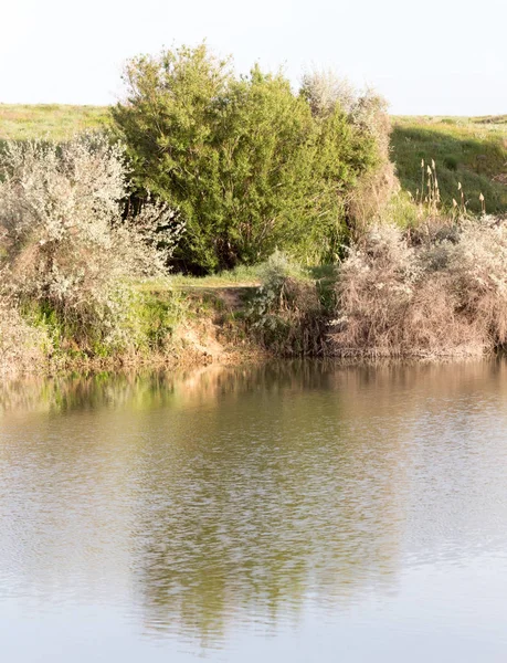 Árboles reflejados en un lago —  Fotos de Stock