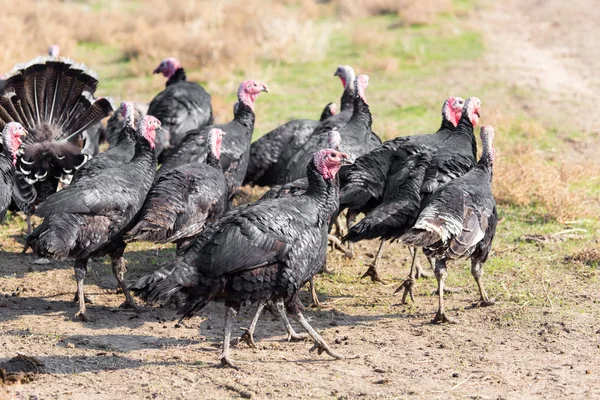 Farm turkeys outdoors — Stock Photo, Image