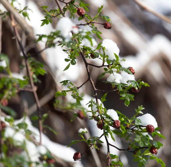 Schnee auf Himbeerblatt Frühling — Stockfoto