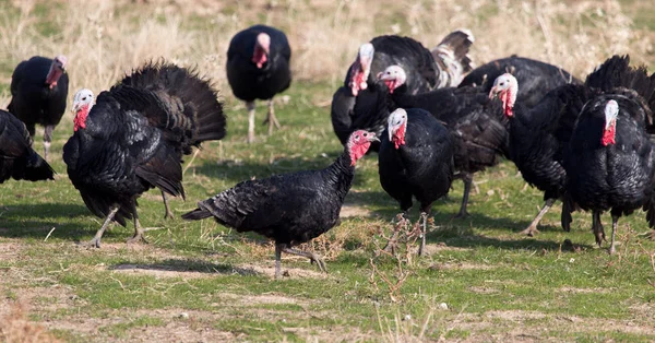 Farm turkeys outdoors — Stock Photo, Image