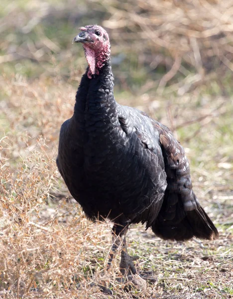 Een Turkije op een boerderij buiten — Stockfoto