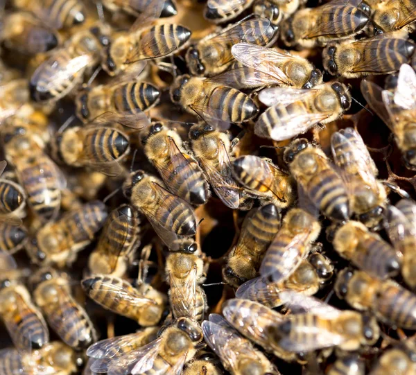 Пчелы на раме с медом на пасеке — стоковое фото