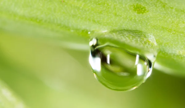 Daggdroppar på gräset. makro — Stockfoto